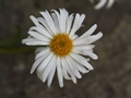 Aster alpinus Aster alpejski